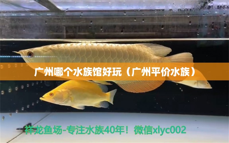 廣州哪個(gè)水族館好玩（廣州平價(jià)水族） 觀賞魚