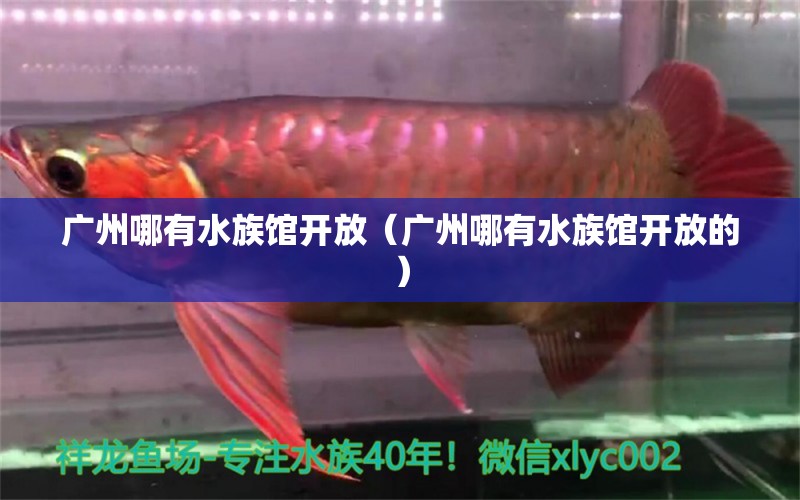 廣州哪有水族館開放（廣州哪有水族館開放的） 廣州水族批發(fā)市場