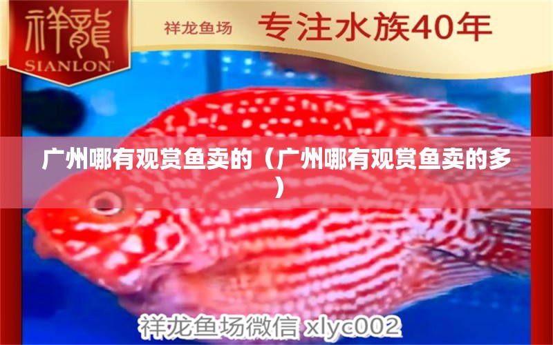 廣州哪有觀賞魚賣的（廣州哪有觀賞魚賣的多） 廣州水族批發(fā)市場