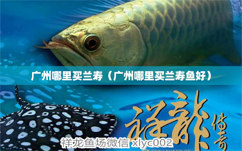 廣州哪里買蘭壽（廣州哪里買蘭壽魚好）