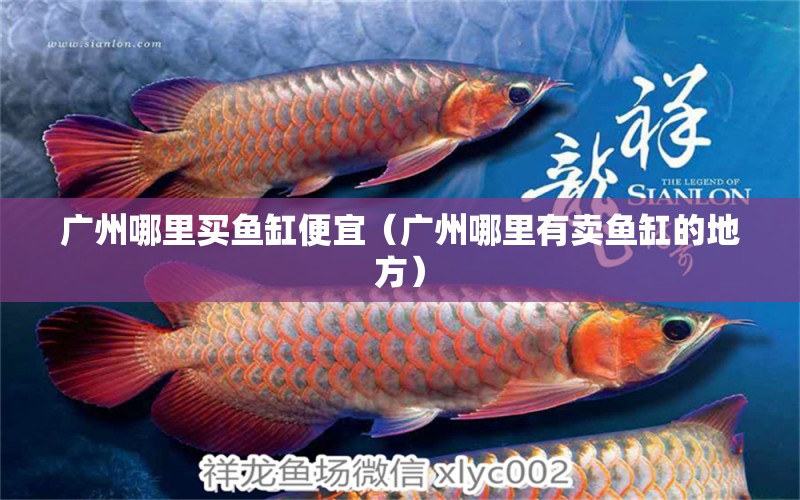 廣州哪里買魚缸便宜（廣州哪里有賣魚缸的地方）