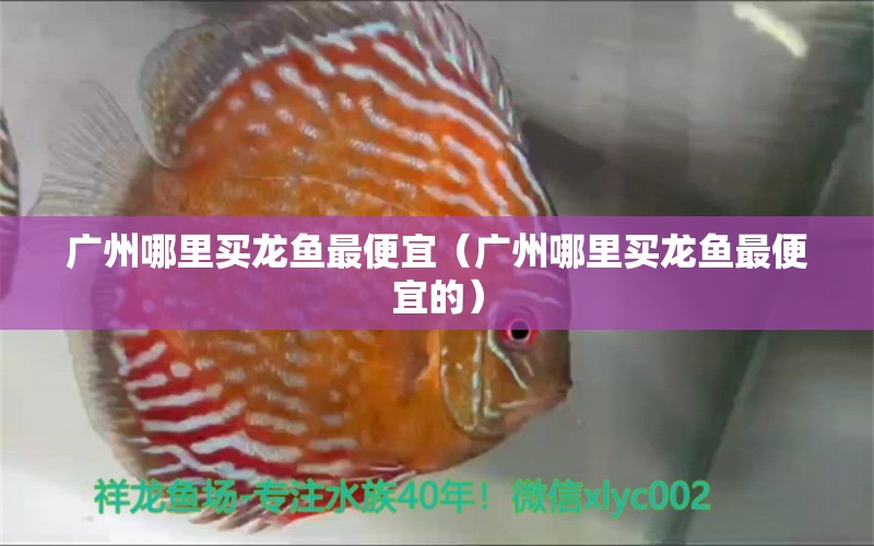 廣州哪里買龍魚(yú)最便宜（廣州哪里買龍魚(yú)最便宜的） 廣州水族批發(fā)市場(chǎng)