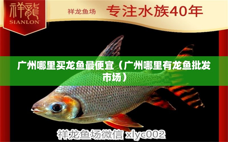 廣州哪里買龍魚最便宜（廣州哪里有龍魚批發(fā)市場）