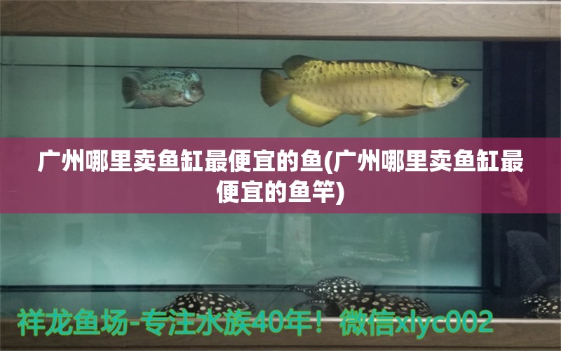 廣州哪里賣魚缸最便宜的魚(廣州哪里賣魚缸最便宜的魚竿) 垂釣樂園