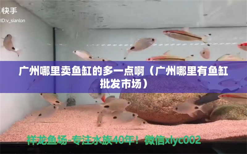 廣州哪里賣魚缸的多一點?。◤V州哪里有魚缸批發(fā)市場） 觀賞魚飼料