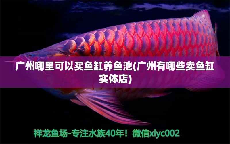 廣州哪里可以買魚缸養(yǎng)魚池(廣州有哪些賣魚缸實(shí)體店) 飛鳳魚