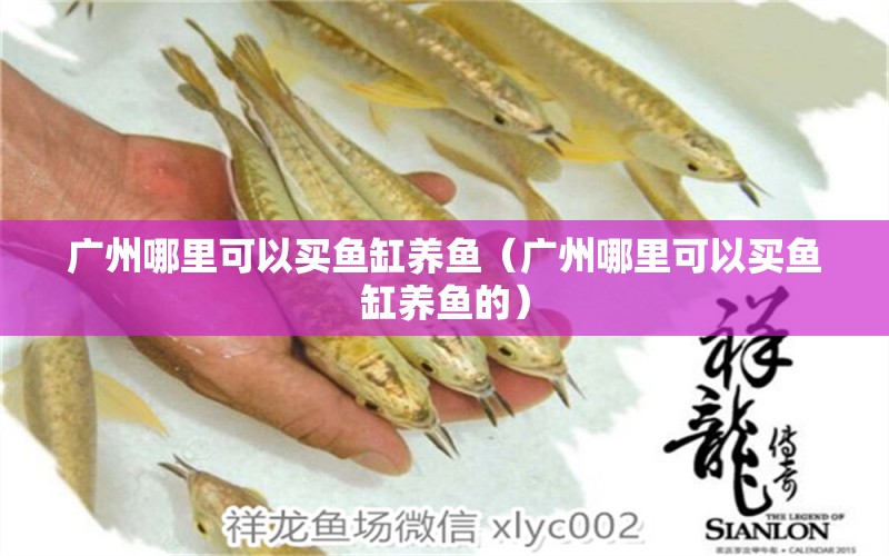 廣州哪里可以買魚缸養(yǎng)魚（廣州哪里可以買魚缸養(yǎng)魚的） 帝王血鉆