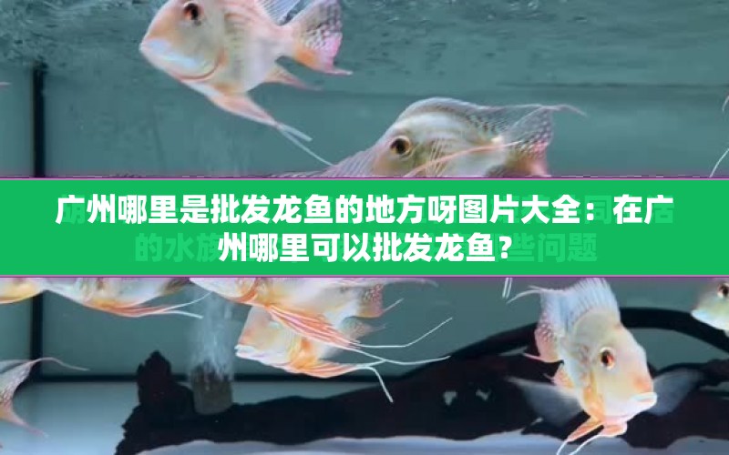 廣州哪里是批發(fā)龍魚(yú)的地方呀圖片大全：在廣州哪里可以批發(fā)龍魚(yú)？ 水族問(wèn)答