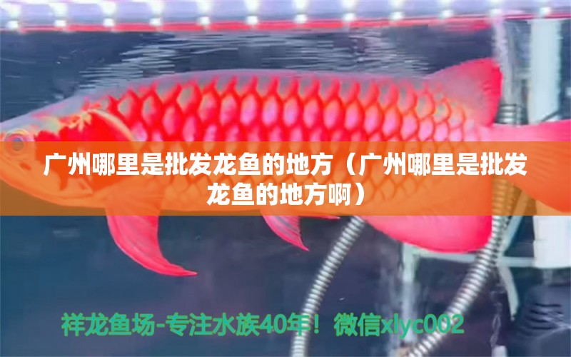 廣州哪里是批發(fā)龍魚的地方（廣州哪里是批發(fā)龍魚的地方?。? title=