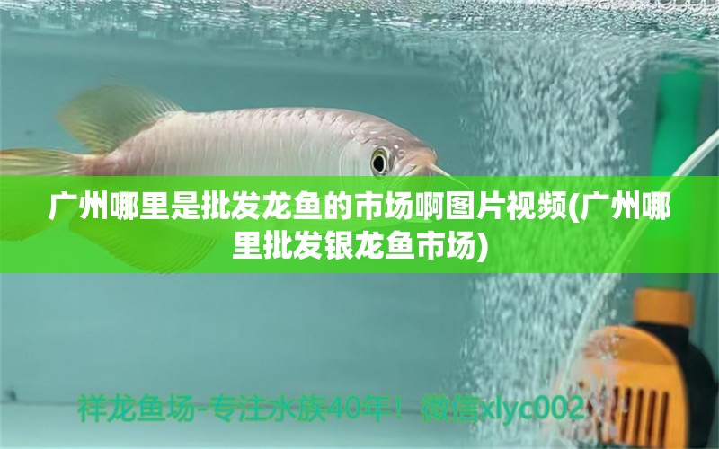 廣州哪里是批發(fā)龍魚(yú)的市場(chǎng)啊圖片視頻(廣州哪里批發(fā)銀龍魚(yú)市場(chǎng)) 銀龍魚(yú)