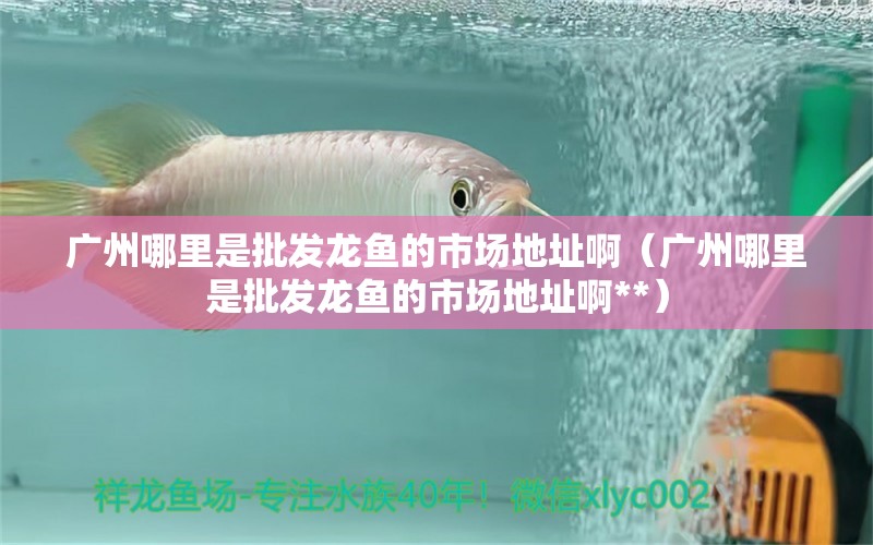 廣州哪里是批發(fā)龍魚的市場地址啊（廣州哪里是批發(fā)龍魚的市場地址啊**）