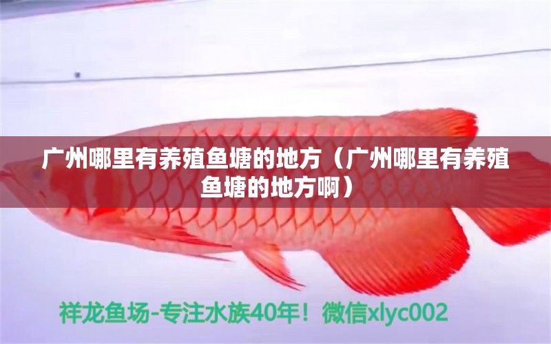 廣州哪里有養(yǎng)殖魚塘的地方（廣州哪里有養(yǎng)殖魚塘的地方?。? title=