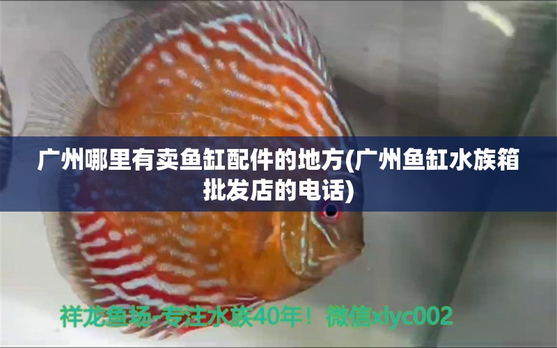 廣州哪里有賣魚缸配件的地方(廣州魚缸水族箱批發(fā)店的電話) 魚缸/水族箱