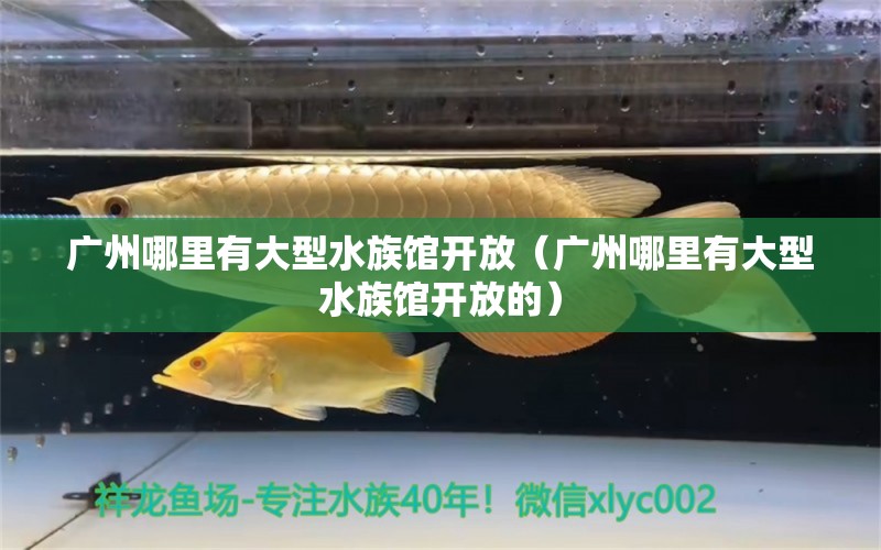 廣州哪里有大型水族館開放（廣州哪里有大型水族館開放的） 廣州水族批發(fā)市場