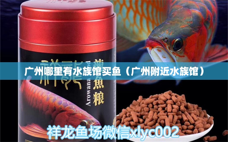 廣州哪里有水族館買(mǎi)魚(yú)（廣州附近水族館） 觀賞魚(yú)