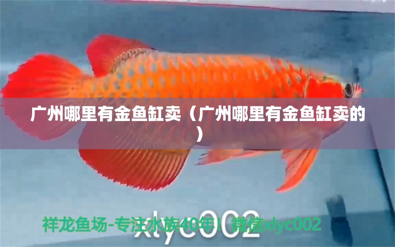 廣州哪里有金魚缸賣（廣州哪里有金魚缸賣的）