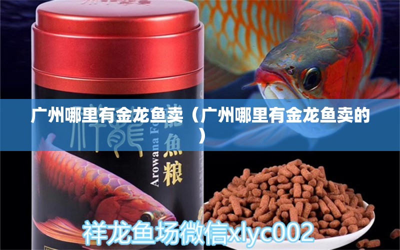 廣州哪里有金龍魚賣（廣州哪里有金龍魚賣的） 觀賞魚水族批發(fā)市場