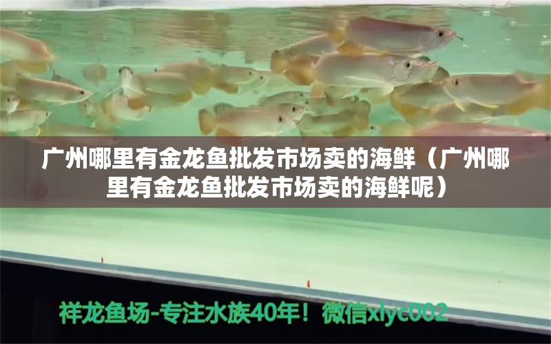 廣州哪里有金龍魚批發(fā)市場賣的海鮮（廣州哪里有金龍魚批發(fā)市場賣的海鮮呢）