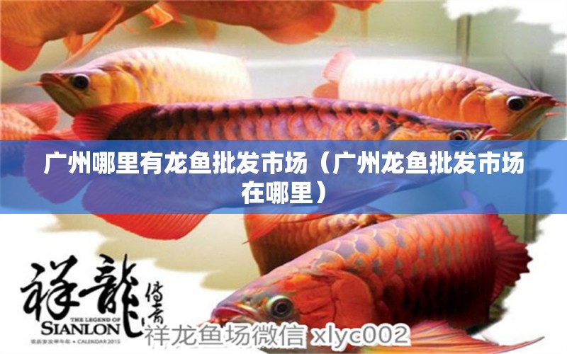 廣州哪里有龍魚批發(fā)市場（廣州龍魚批發(fā)市場在哪里） 龍魚批發(fā)