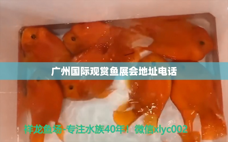 廣州國際觀賞魚展會地址電話 祥龍魚場