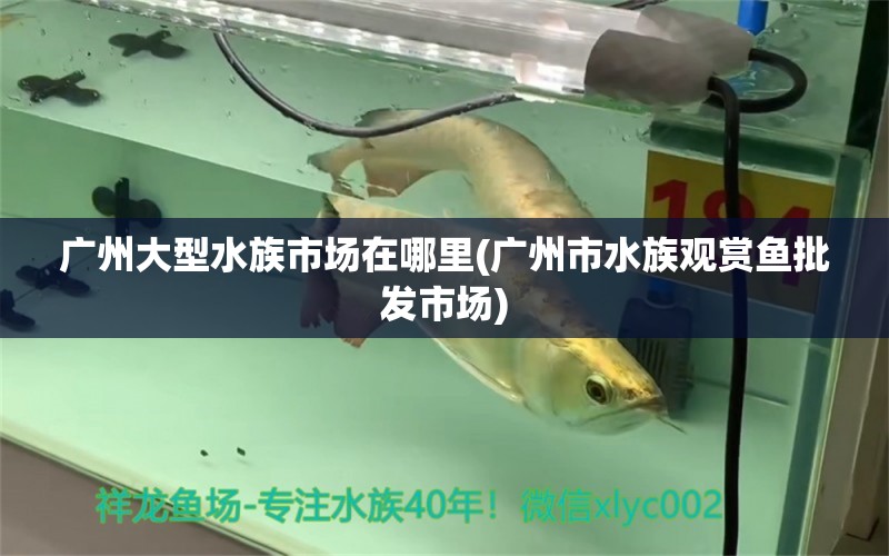 廣州大型水族市場(chǎng)在哪里(廣州市水族觀賞魚(yú)批發(fā)市場(chǎng))