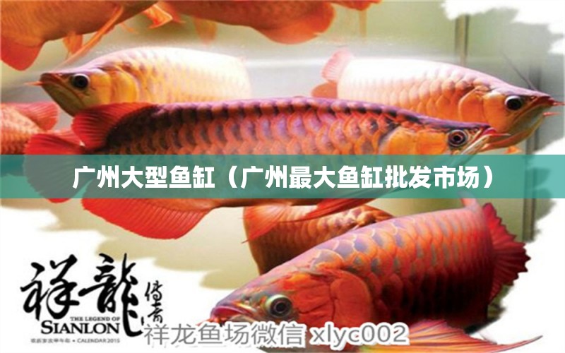 廣州大型魚缸（廣州最大魚缸批發(fā)市場）