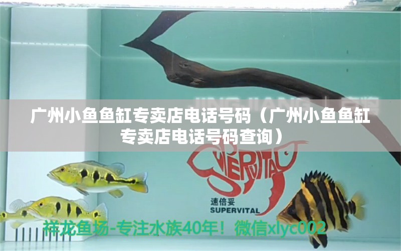 廣州小魚(yú)魚(yú)缸專賣店電話號(hào)碼（廣州小魚(yú)魚(yú)缸專賣店電話號(hào)碼查詢）