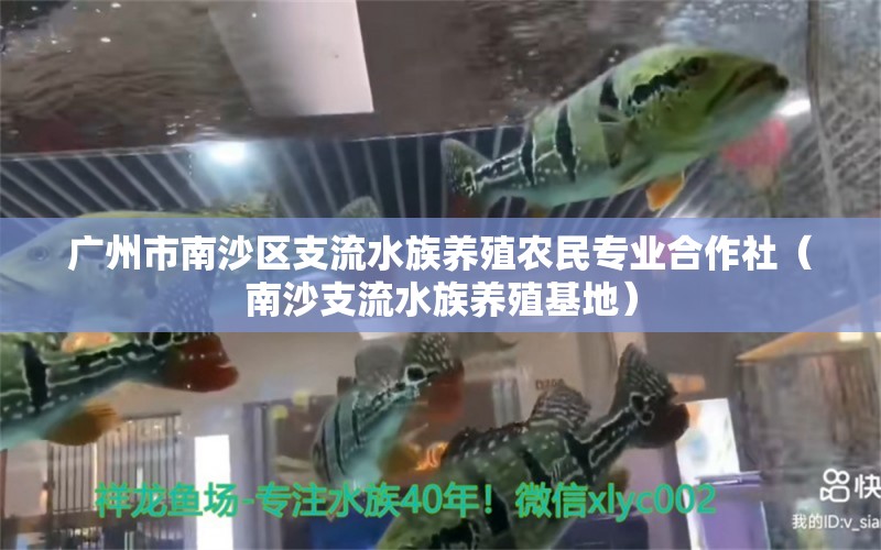 廣州市南沙區(qū)支流水族養(yǎng)殖農(nóng)民專業(yè)合作社（南沙支流水族養(yǎng)殖基地） 全國水族館企業(yè)名錄