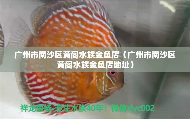 廣州市南沙區(qū)黃閣水族金魚(yú)店（廣州市南沙區(qū)黃閣水族金魚(yú)店地址）