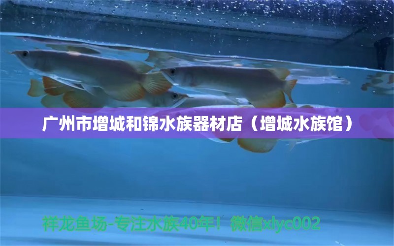 廣州市增城和錦水族器材店（增城水族館）