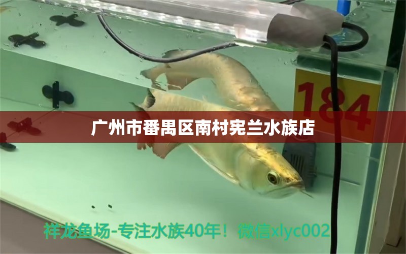 廣州市番禺區(qū)南村憲蘭水族店