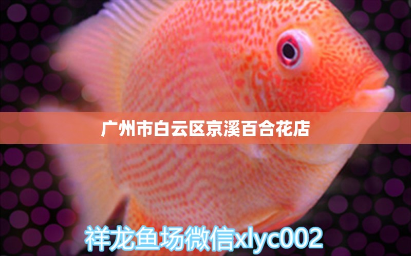 廣州市白云區(qū)京溪百合花店 全國水族館企業(yè)名錄