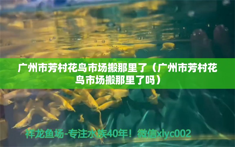 廣州市芳村花鳥市場搬那里了（廣州市芳村花鳥市場搬那里了嗎） 黑桃A魚