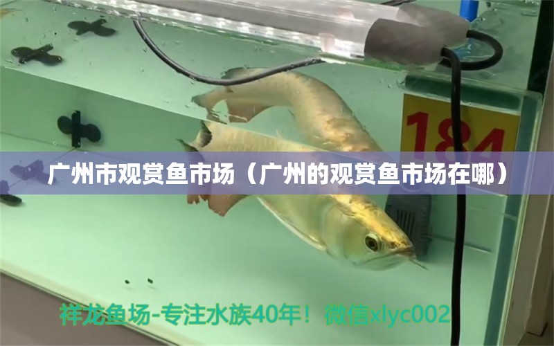 廣州市觀賞魚市場（廣州的觀賞魚市場在哪）