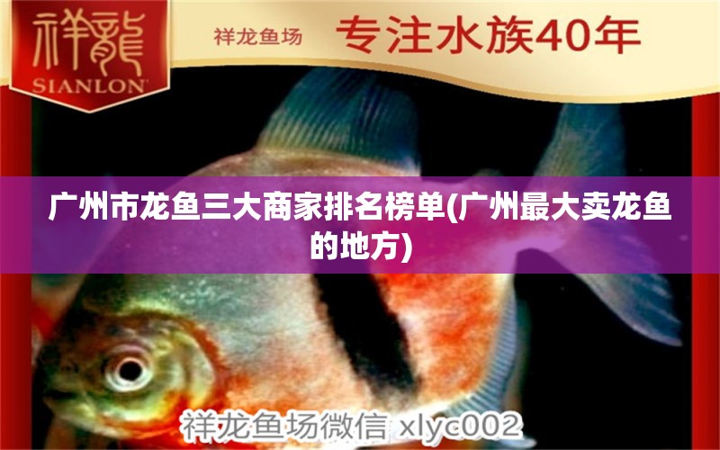 廣州市龍魚(yú)三大商家排名榜單(廣州最大賣(mài)龍魚(yú)的地方) 白子球鯊魚(yú)