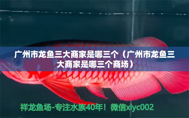 廣州市龍魚三大商家是哪三個(gè)（廣州市龍魚三大商家是哪三個(gè)商場(chǎng)） 網(wǎng)上購(gòu)買觀賞魚