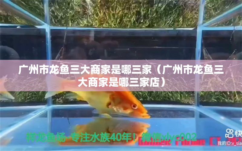 廣州市龍魚三大商家是哪三家（廣州市龍魚三大商家是哪三家店）