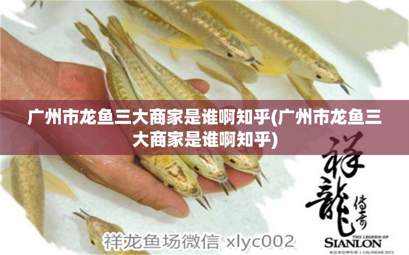 廣州市龍魚三大商家是誰啊知乎(廣州市龍魚三大商家是誰啊知乎)