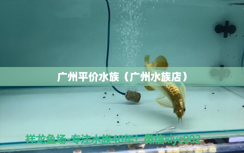 廣州平價(jià)水族（廣州水族店）