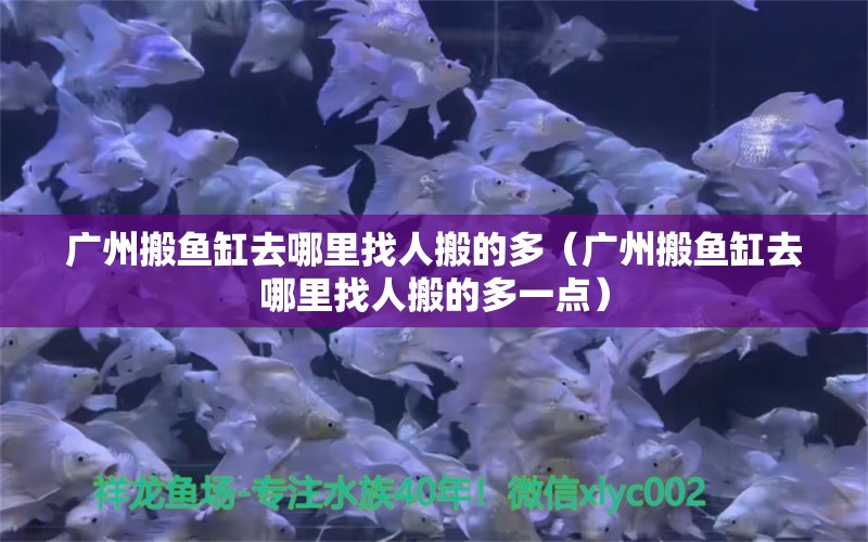 廣州搬魚缸去哪里找人搬的多（廣州搬魚缸去哪里找人搬的多一點） 祥龍水族醫(yī)院