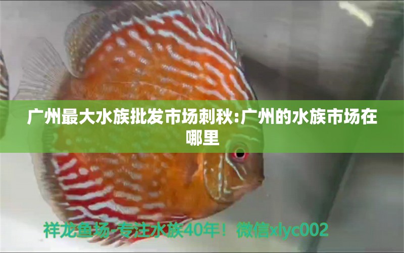 廣州最大水族批發(fā)市場刺秋:廣州的水族市場在哪里