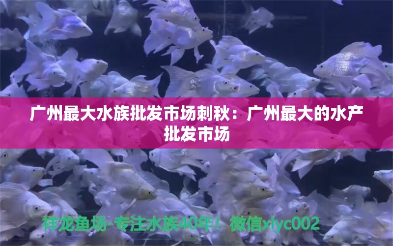 廣州最大水族批發(fā)市場(chǎng)刺秋：廣州最大的水產(chǎn)批發(fā)市場(chǎng) 廣州水族批發(fā)市場(chǎng) 第2張