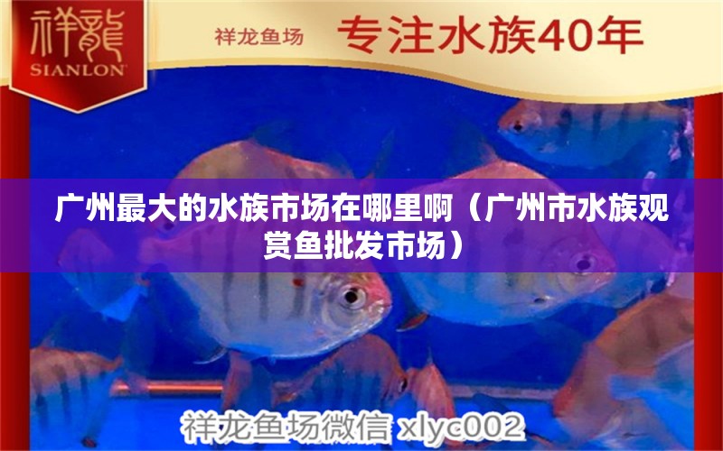 廣州最大的水族市場在哪里?。◤V州市水族觀賞魚批發(fā)市場）