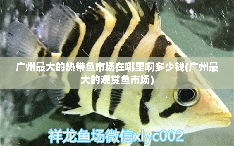 廣州最大的熱帶魚市場在哪里啊多少錢(廣州最大的觀賞魚市場) 觀賞魚市場（混養(yǎng)魚）