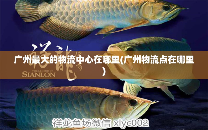 廣州最大的物流中心在哪里(廣州物流點(diǎn)在哪里) 金老虎魚