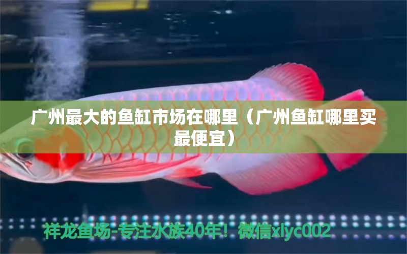 廣州最大的魚缸市場在哪里（廣州魚缸哪里買最便宜）