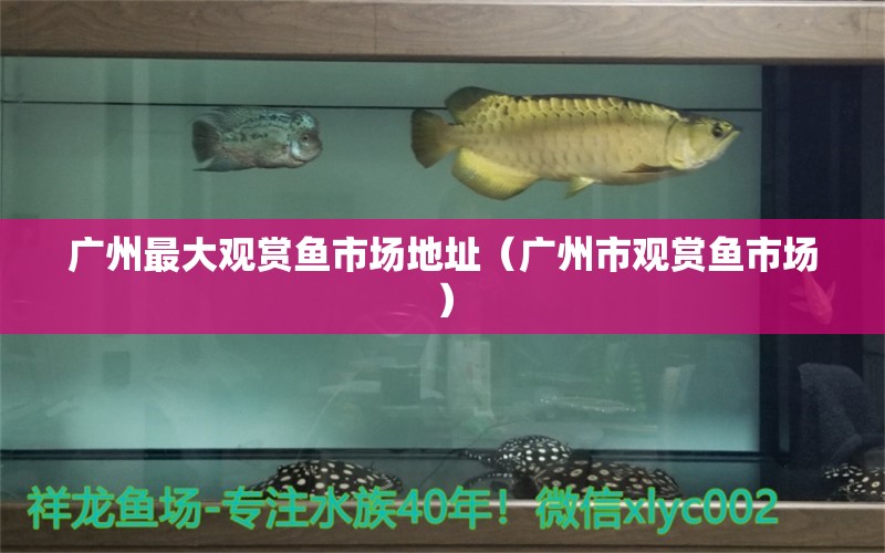 廣州最大觀賞魚市場地址（廣州市觀賞魚市場）