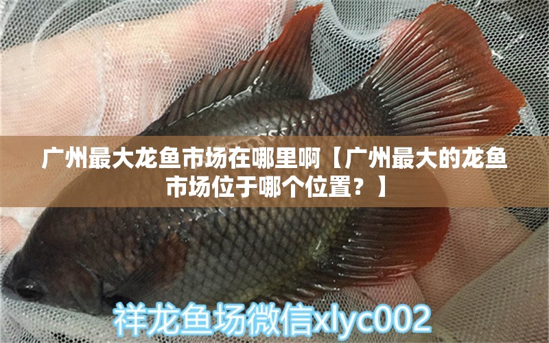 廣州最大龍魚市場在哪里啊【廣州最大的龍魚市場位于哪個位置？】