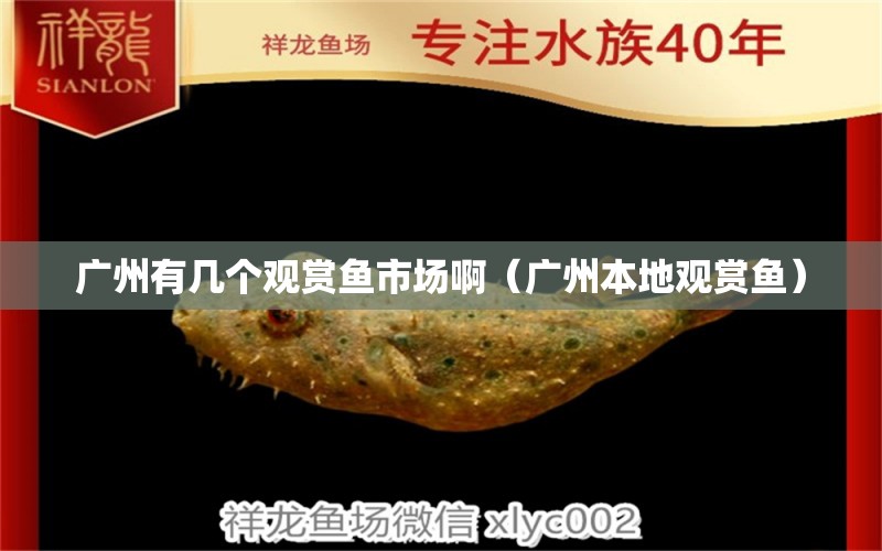 廣州有幾個觀賞魚市場?。◤V州本地觀賞魚）