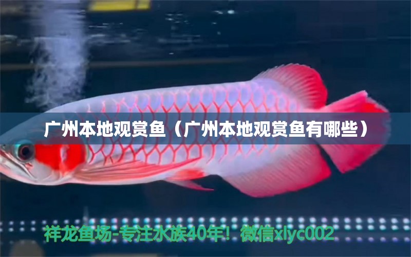 廣州本地觀賞魚（廣州本地觀賞魚有哪些）